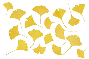 getrocknete gelbe Ginkgoblätter auf weißem Hintergrund