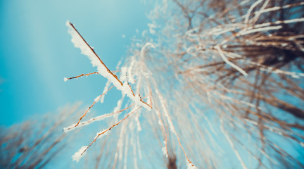 Concept tree frozen