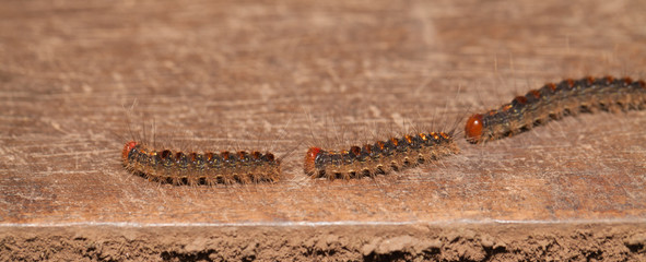 Caterpillar train slow moving in the nature