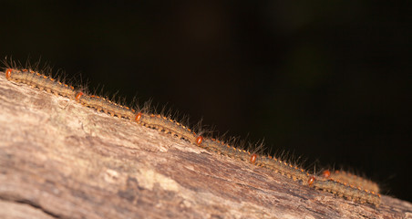 Caterpillar train slow moving in the nature