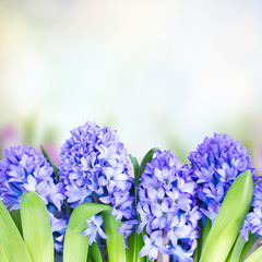 Obraz premium Blue hyacinth flowers