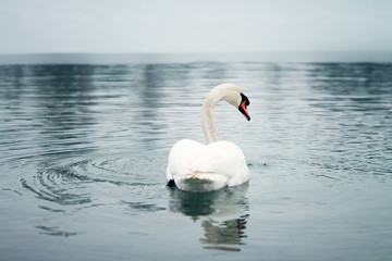 Fototapeta na wymiar Swan swimming in the beautiful blue lake, snow falling, winter scene