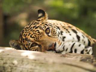 Fototapeta premium view of leopard