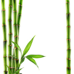Obraz na płótnie Canvas Bamboo isolated white