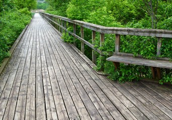 Fototapeta na wymiar Nature boardwalk at the Grindstone Marsh Trail in Burlington Ontario, Canada 