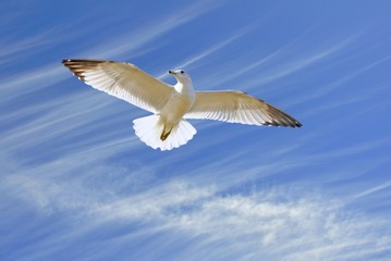 seagull with spread wings with head tilted towards the right wing  blue sky with feathered clouds in the background