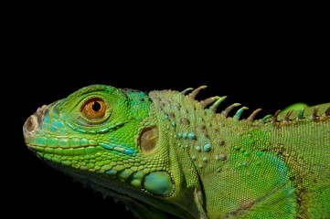Obraz premium Portrait green iguana on a black background
