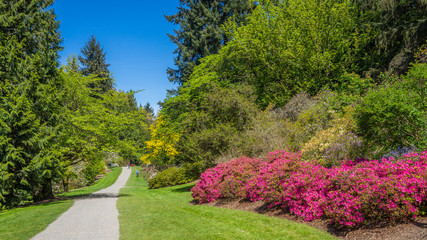 Washington park arboretum, Spring