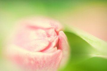 Fototapeta na wymiar blurred abstract background of a soft pink tulip