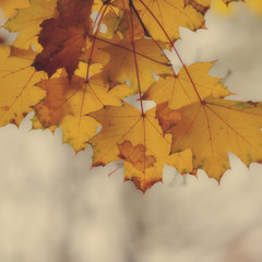 autumn leaves
