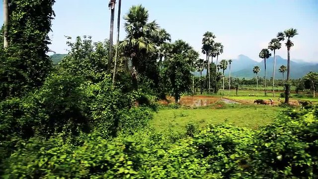 Tracking shot of agricultural fields in Araku Valley, Visakhapatnam, Andhra Pradesh, India