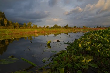 Cerknica intermittent lake, nature reserve, a protected area,  karst phenomenon, aquatic vegetation, marsh, river disappearing, yellow water lilly, stream, morning, the trace water, clouds,