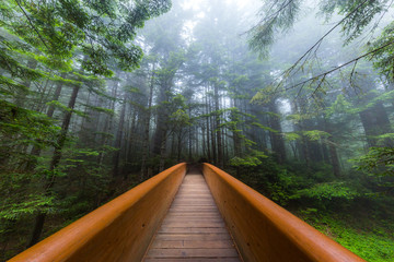 Lady Bird Johnson Grove trail, Redwoods National Park