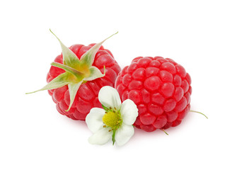 Two fresh ripe raspberry berries with flower isolated on white background. Design element for product label, catalog print, web use.