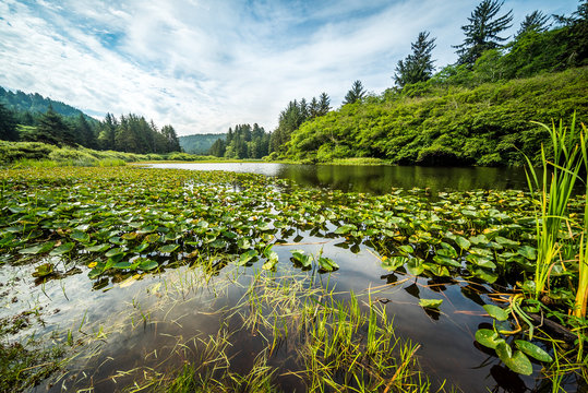 Yurok Loop Trail, Redwoods National Park