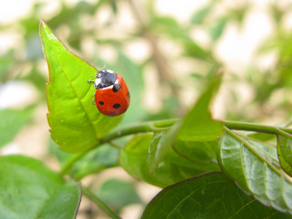 Fototapeta premium Ladybug close-up
