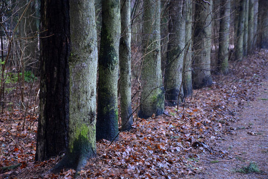 Line of the fir tree trunks