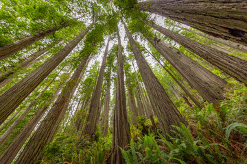 Lady Bird Johnson Grove trail, Redwoods National Park