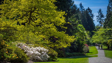 Washington park arboretum, Spring