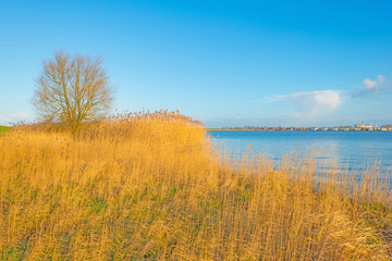 Fototapeta na wymiar Shore of a lake below a blue cloudy sky in winter