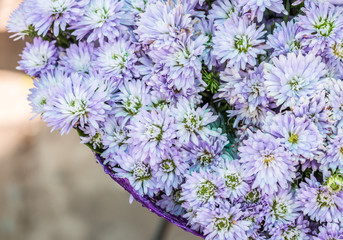 Bunch of blue daisy (Purple daisy)