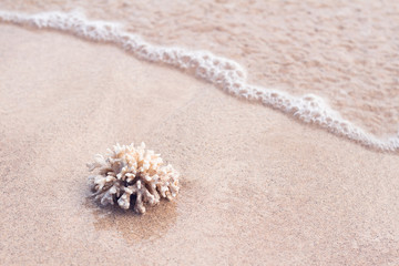 Fototapeta na wymiar coral on beach with wave on background