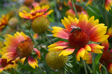 Biene auf einer Kokardenblume