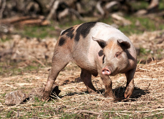 Fototapeta premium Pig on the farm