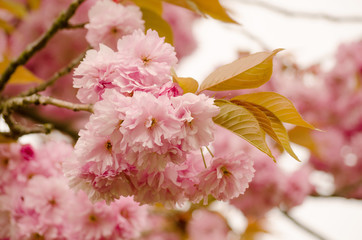 Branch of cherry blossom with green leafs.