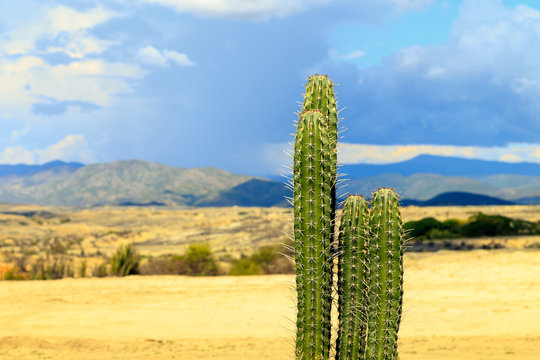 big cactuses in red desert, tatacoa desert, columbia, latin america, clouds and sand, red sand in desert