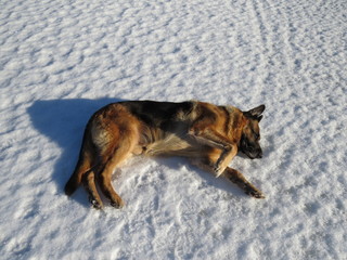 German shepherd on a frozen lake
