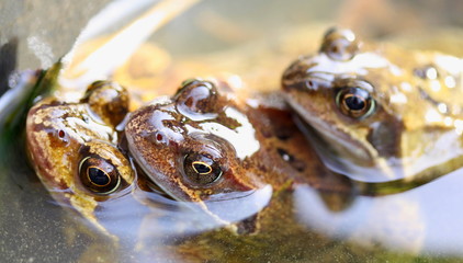 Three frogs during breeding season