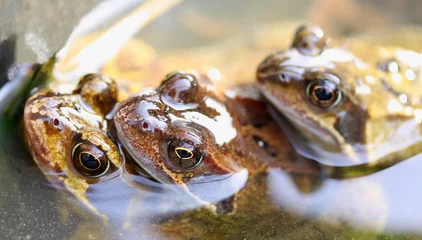 Crédence de cuisine en verre imprimé Grenouille Three frogs during breeding season