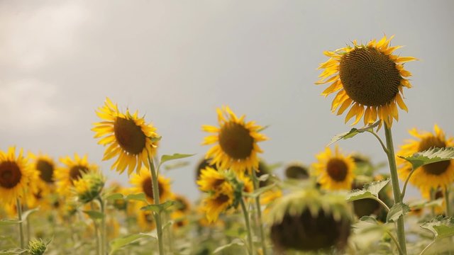 Подсолнуи, Sunflowers