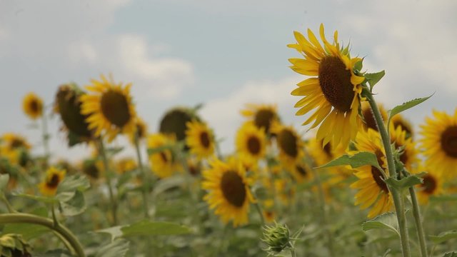 Подсолнух, Sunflower