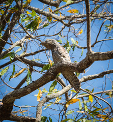 Fototapeta na wymiar The bird sits on a tree branch