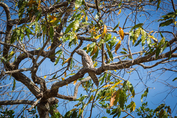 The bird sits on a tree branch