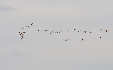 Flamingo exotic Birds flying