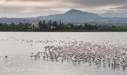 Fototapeta na wymiar Flamingo Birds at Larnaca salt lake