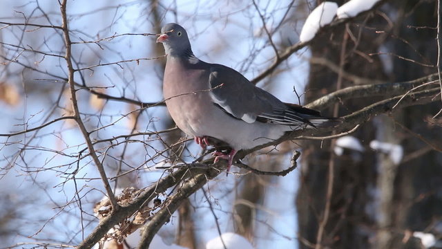 Bird Wood Pigeon landed on a branch in winter snowy forest tree