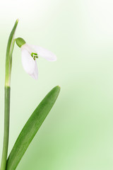 mother's day flowers, a card with snowdrops. Copy space.