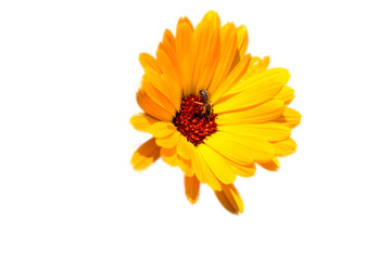 Wunderschöne gelbe Blüte