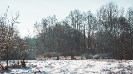 Herd of White Cattle in Winter Forest Clearing