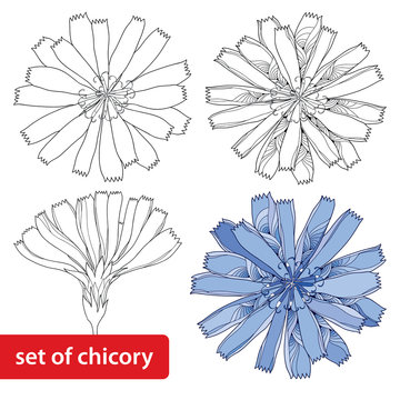 Set of chicory flower isolated on white background. Floral elements in contour style.