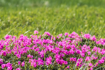 Obraz premium Floral Background with Rhododendron