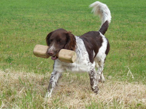 Hund bringt Apportierholz
