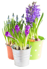 Spring flowers in pots