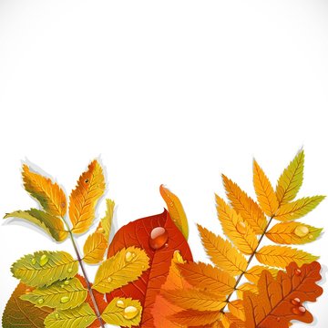 Realistic red, yellow and green autumn leaves on a white backgro