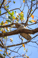 Fototapeta na wymiar The bird sits on a tree branch