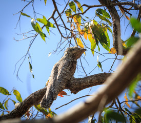 The bird sits on a tree branch